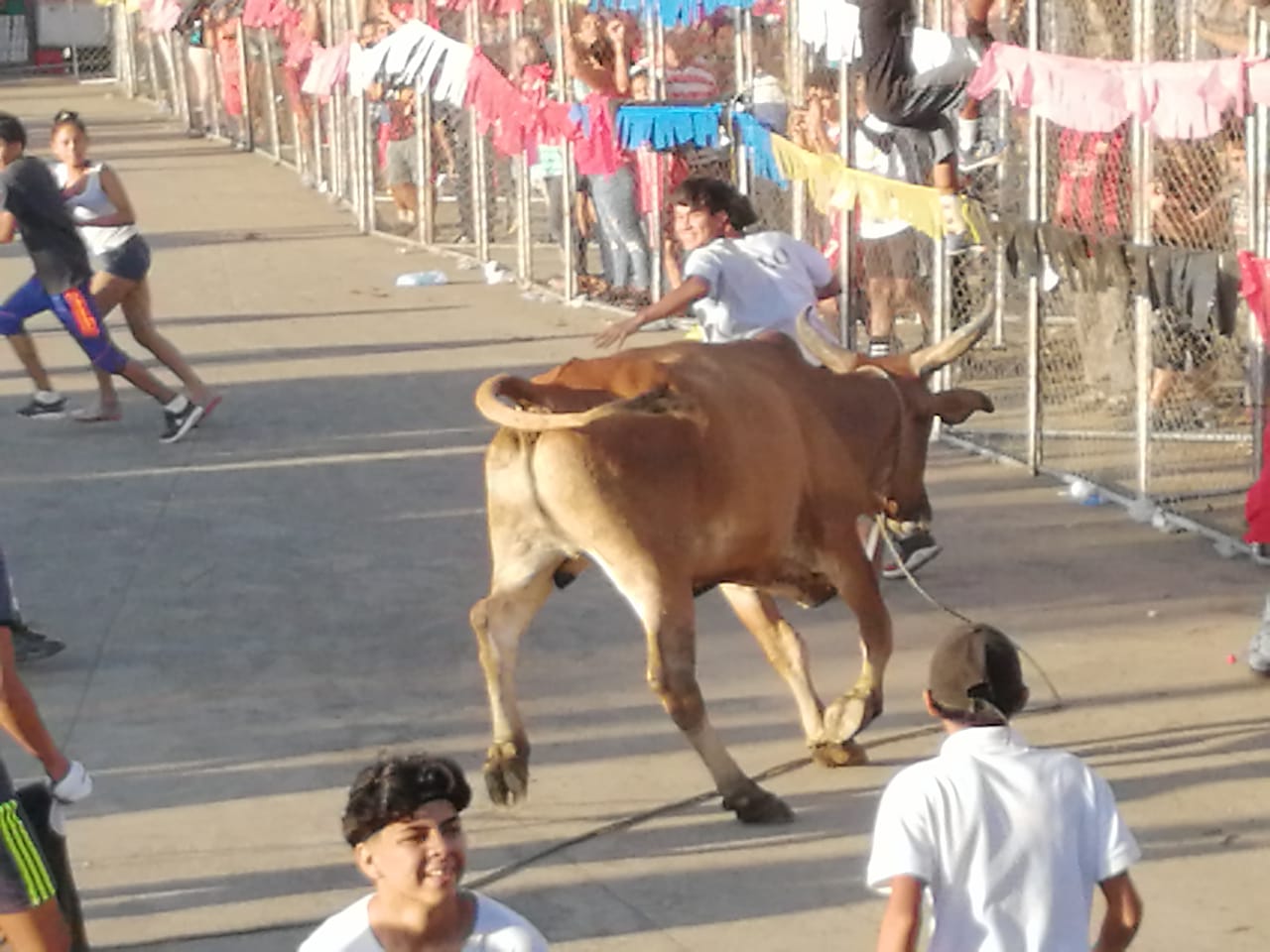 VACAS1